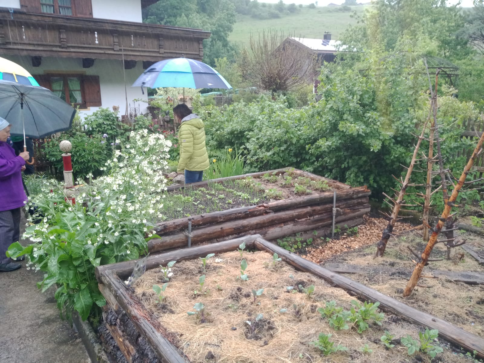 Gartenratsch